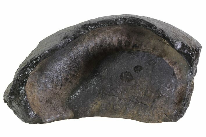 Fossil Whale Ear Bone - Miocene #69683